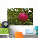 Up Apple Growing Tree Wall Decal