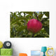Up Apple Growing Tree Wall Decal