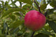 Up Apple Growing Tree Wall Decal