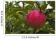 Up Apple Growing Tree Wall Decal