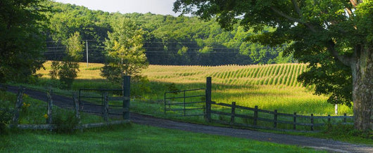 Corn Field Wall Decal Design 2