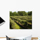 Vineyard Wall Decal
