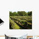 Vineyard Wall Decal