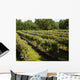 Vineyard Wall Decal
