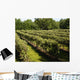 Vineyard Wall Decal