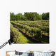 Vineyard Wall Decal