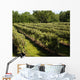 Vineyard Wall Decal