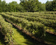 Vineyard Wall Decal