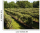 Vineyard Wall Decal