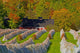 Vineyard Autumn Wall Decal Design 4