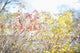 Fall Colors Midtown Toronto Wall Decal
