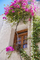Blossoming Flowers and Vine Wall Decal