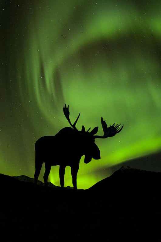 Silhouette of Moose with green Aurora Borealis Wall Mural