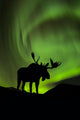 Silhouette of Moose with green Aurora Borealis Wall Mural