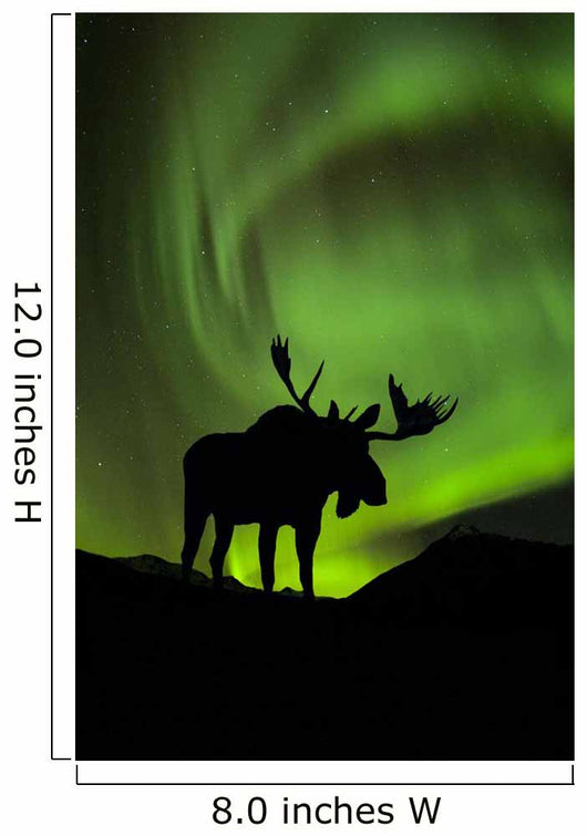 Silhouette of Moose with green Aurora Borealis Wall Mural