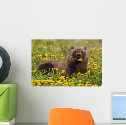 Brown Bear Forages Dandelions Wall Decal