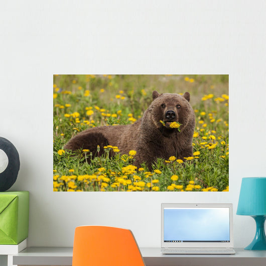 Brown Bear Forages Dandelions Wall Decal