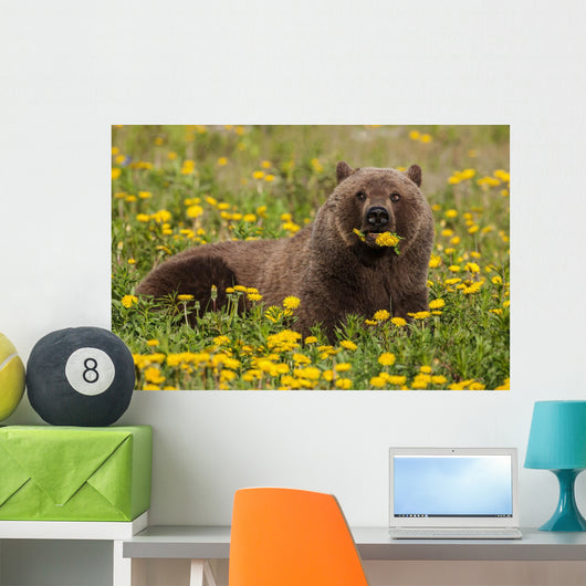 Brown Bear Forages Dandelions Wall Decal
