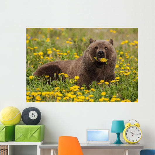 Brown Bear Forages Dandelions Wall Decal