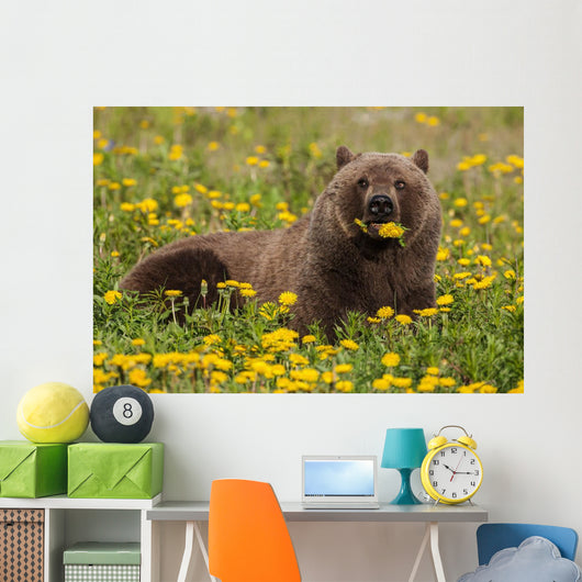 Brown Bear Forages Dandelions Wall Decal