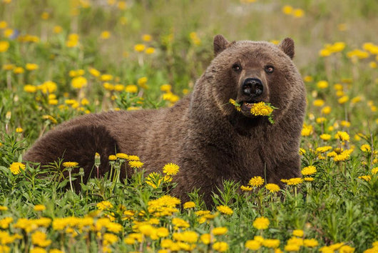 Brown Bear Forages Dandelions Wall Decal