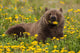Brown Bear Forages Dandelions Wall Decal