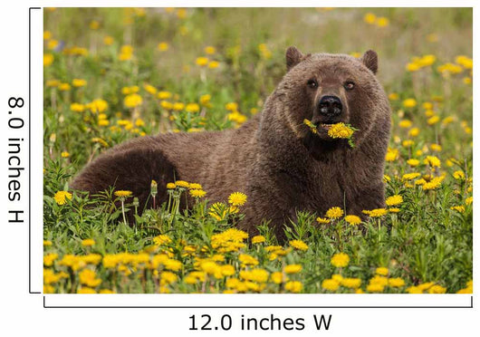 Brown Bear Forages Dandelions Wall Decal