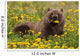 Brown Bear Forages Dandelions Wall Decal
