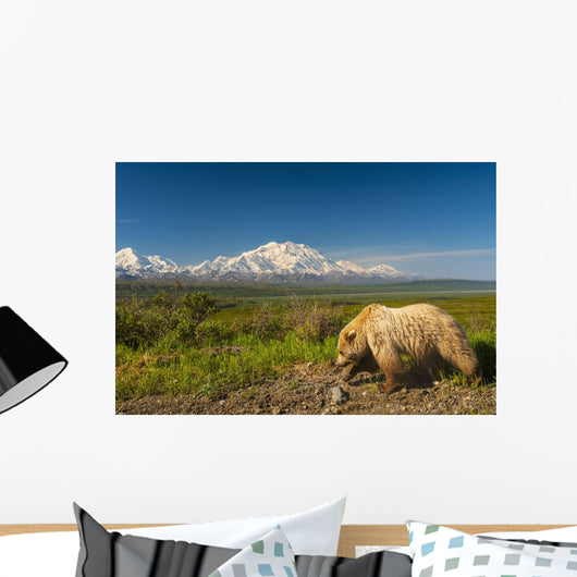 Grizzly Bear Walking alongside Wall Decal