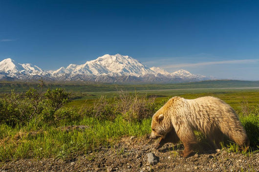 Grizzly Bear Walking alongside Wall Decal