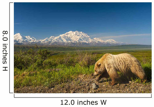 Grizzly Bear Walking alongside Wall Decal