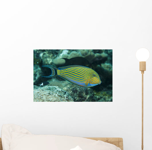 Striped Surgeonfish Are Often Wall Decal