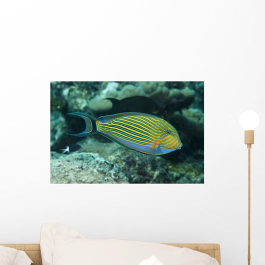Striped Surgeonfish Are Often Wall Decal