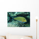 Striped Surgeonfish Are Often Wall Decal