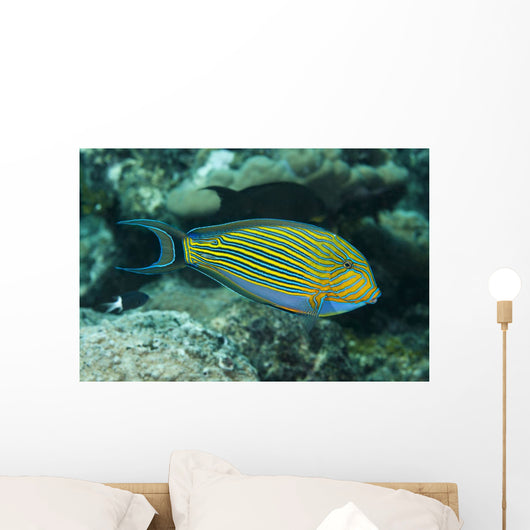 Striped Surgeonfish Are Often Wall Decal