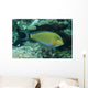 Striped Surgeonfish Are Often Wall Decal