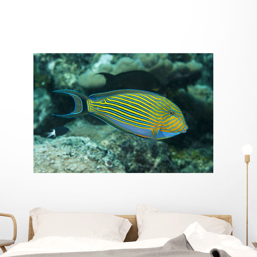 Striped Surgeonfish Are Often Wall Decal