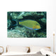 Striped Surgeonfish Are Often Wall Decal