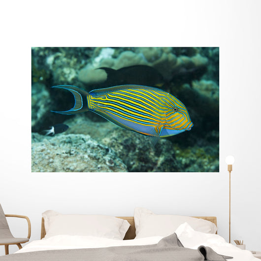 Striped Surgeonfish Are Often Wall Decal