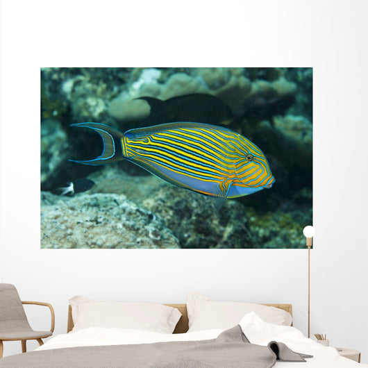 Striped Surgeonfish Are Often Wall Decal