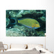 Striped Surgeonfish Are Often Wall Decal