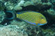 Striped Surgeonfish Are Often Wall Decal