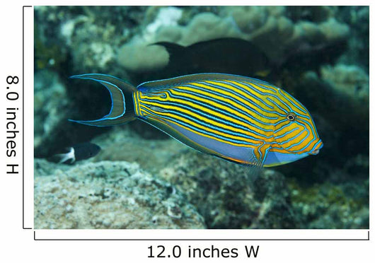Striped Surgeonfish Are Often Wall Decal