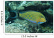 Striped Surgeonfish Are Often Wall Decal