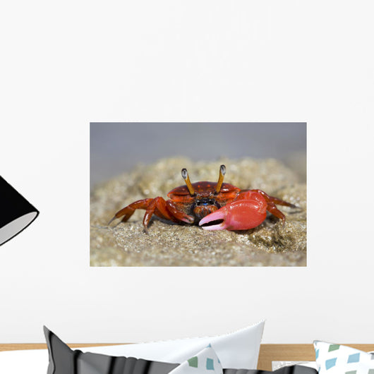 Fiddler Crab Sand Island Wall Decal