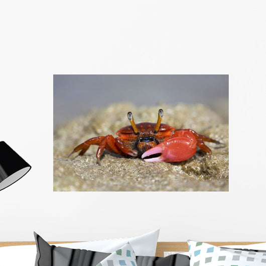 Fiddler Crab Sand Island Wall Decal