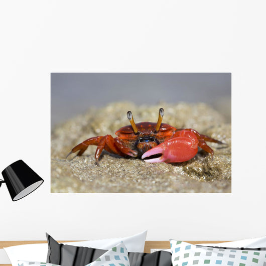Fiddler Crab Sand Island Wall Decal