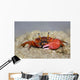 Fiddler Crab Sand Island Wall Decal