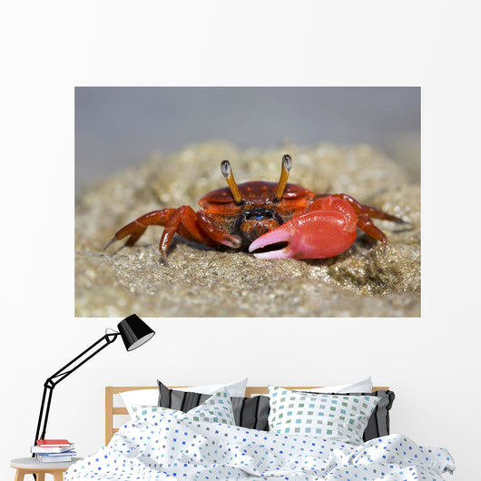 Fiddler Crab Sand Island Wall Decal
