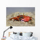 Fiddler Crab Sand Island Wall Decal